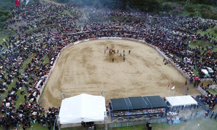 36. Selçuk Efes Deve Güreşleri Festivali yapıldı