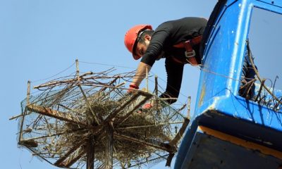 Baharı Getiren Leylekler, Artık Daha Huzurlu