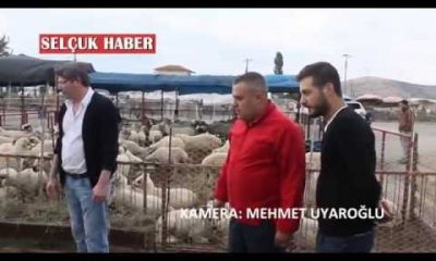 Selçuk’ta Kurbanlıklar Pazarda Alıcı Bekliyor