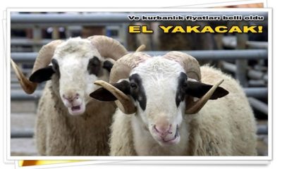 Ve fiyatlar belli oldu: Kurbanlıklar el yakacak!