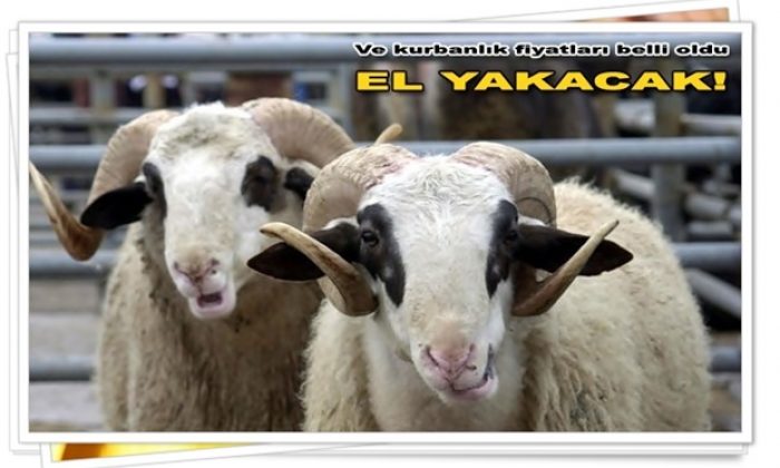 Ve fiyatlar belli oldu: Kurbanlıklar el yakacak!