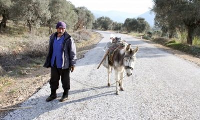 Yatırımcıların Yeni Gözdesi; Eşek