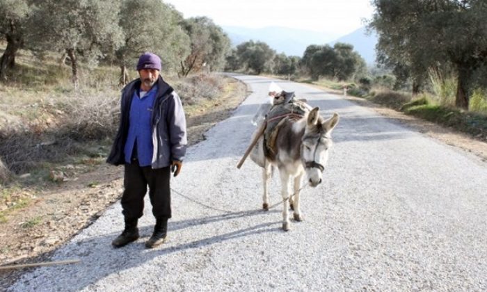 Yatırımcıların Yeni Gözdesi; Eşek