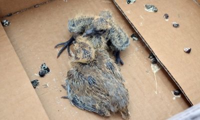 Yavru Kumrular Yuvalarına Kavuştu