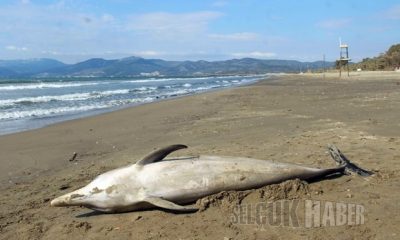 Pamucak sahiline 1 yılda 3 yunus ölüsü vurdu